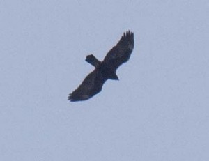 Golden Eagle 3 1-16 pm_24_1J8A0291