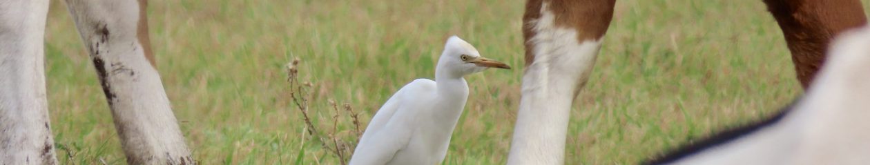 Eastern Ontario Birding